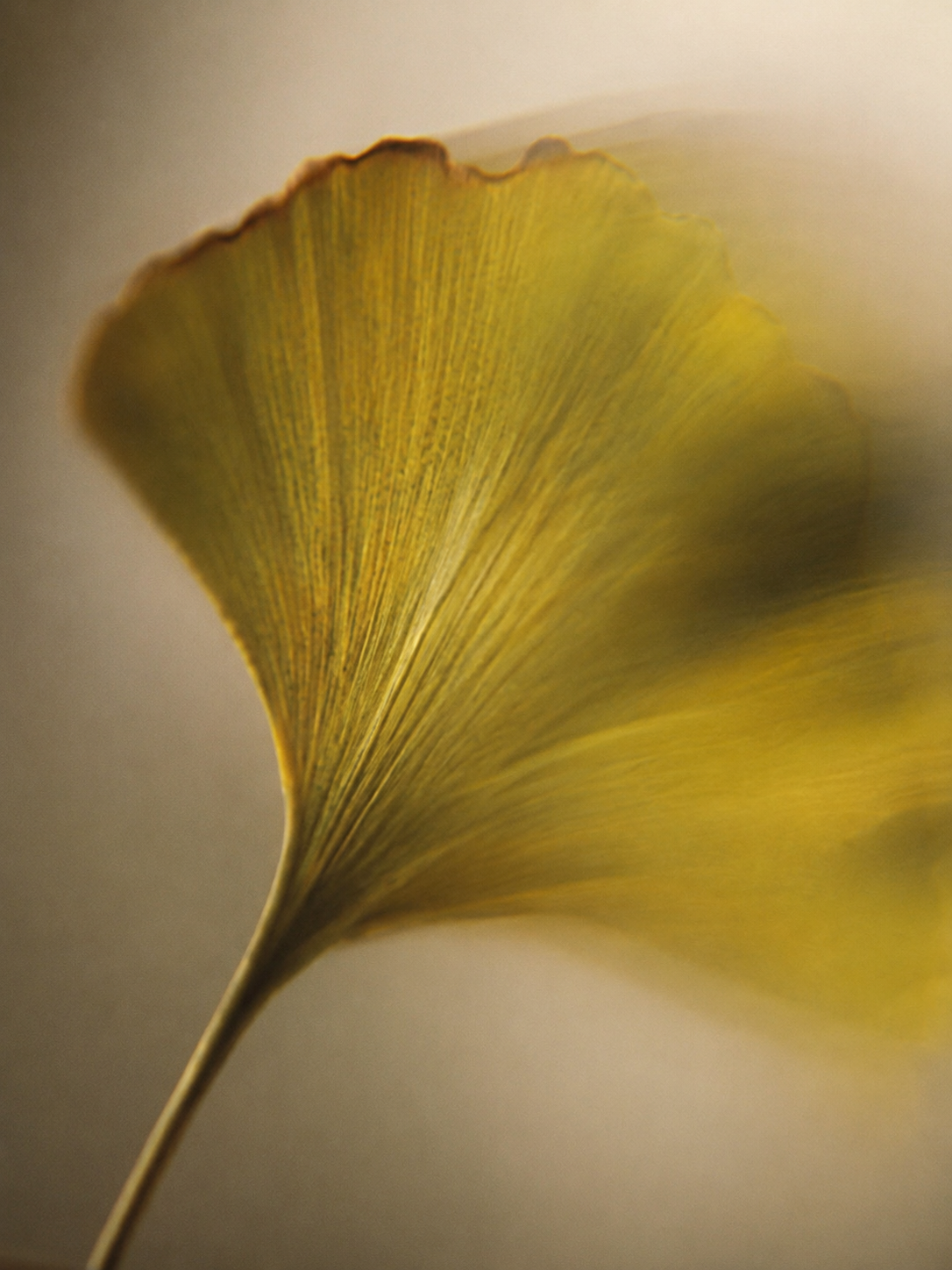 Antioxidant Booster Gel with Ginkgo